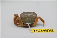 藏品(拉氏清溪蟹)的圖片